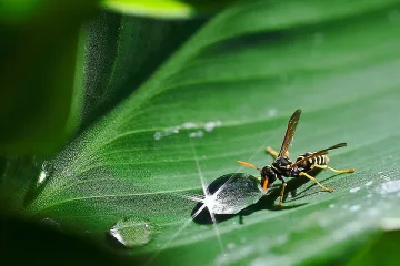 Времето се оправя, синоптиците прогнозират сутрешен студ