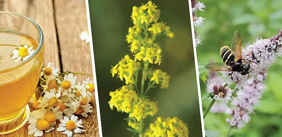 Най-лечебните билки в България