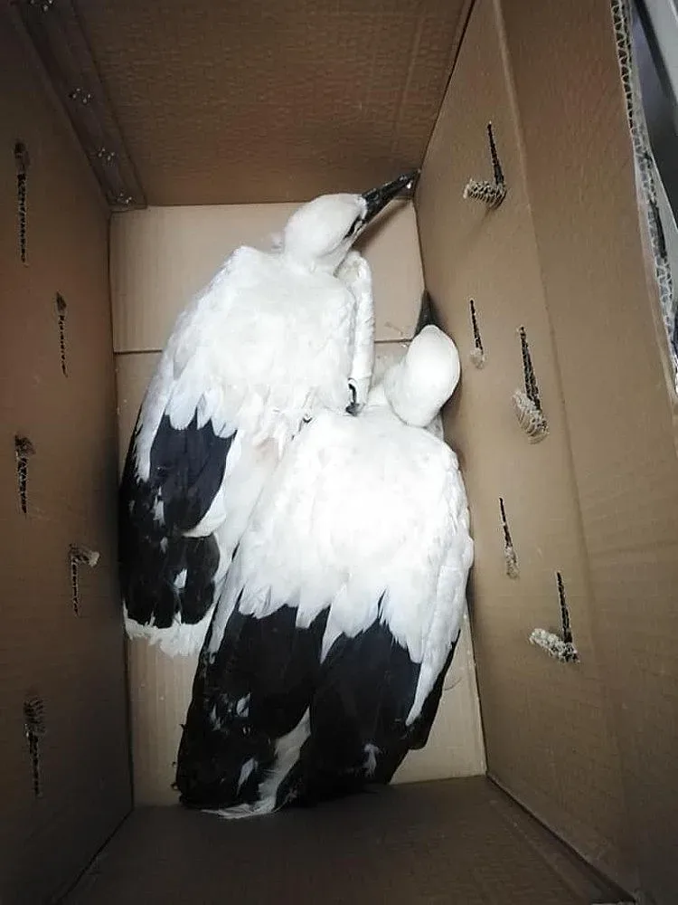 Спасиха две щъркелчета в кърджалийското село Звиница