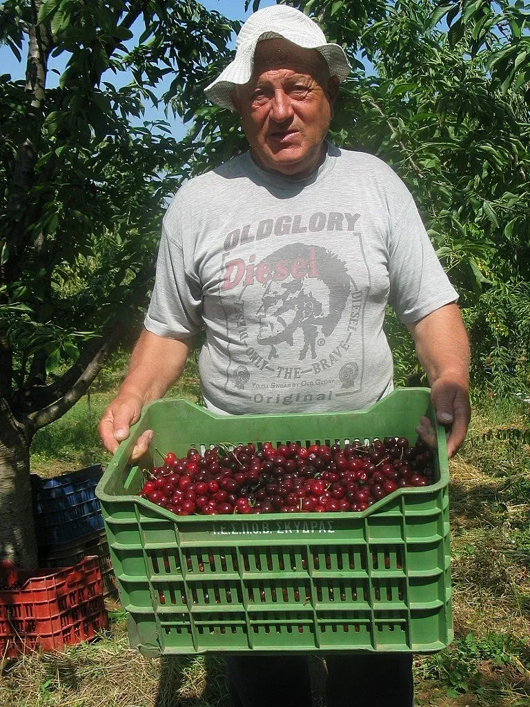 Ще изнасят в Белгия череши от Кюстендилско