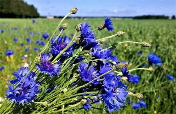 Промяна на времето носи лятно настроение и емоции