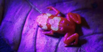 Кръстоска между жаба и тиква! Разкриха голяма тайна