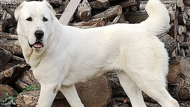 Дете с опасност за живота след като го нахапа куче