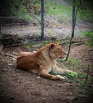 Варненска лъвица е вече част от Зоопарк Стара Загора