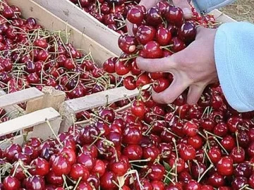 Заради спекула! Търговци изгоряха преди еврото