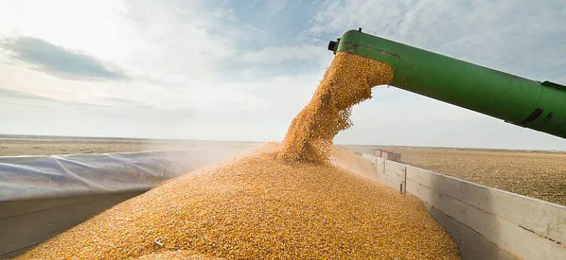 Държавата май няма да купува пшеница