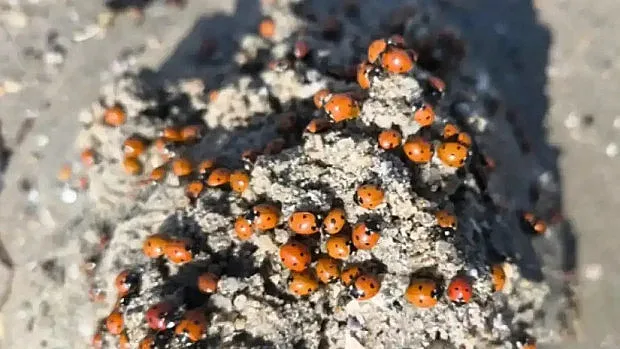 Огромна изненада на гръцките плажове! Хората не вярват