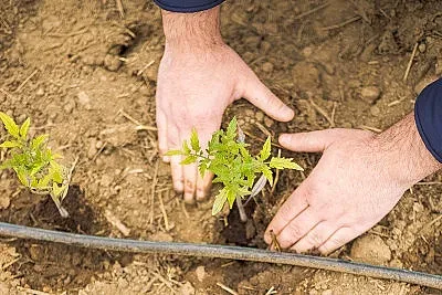 МЕТРО откри сезонът на плодовете и зеленчуците