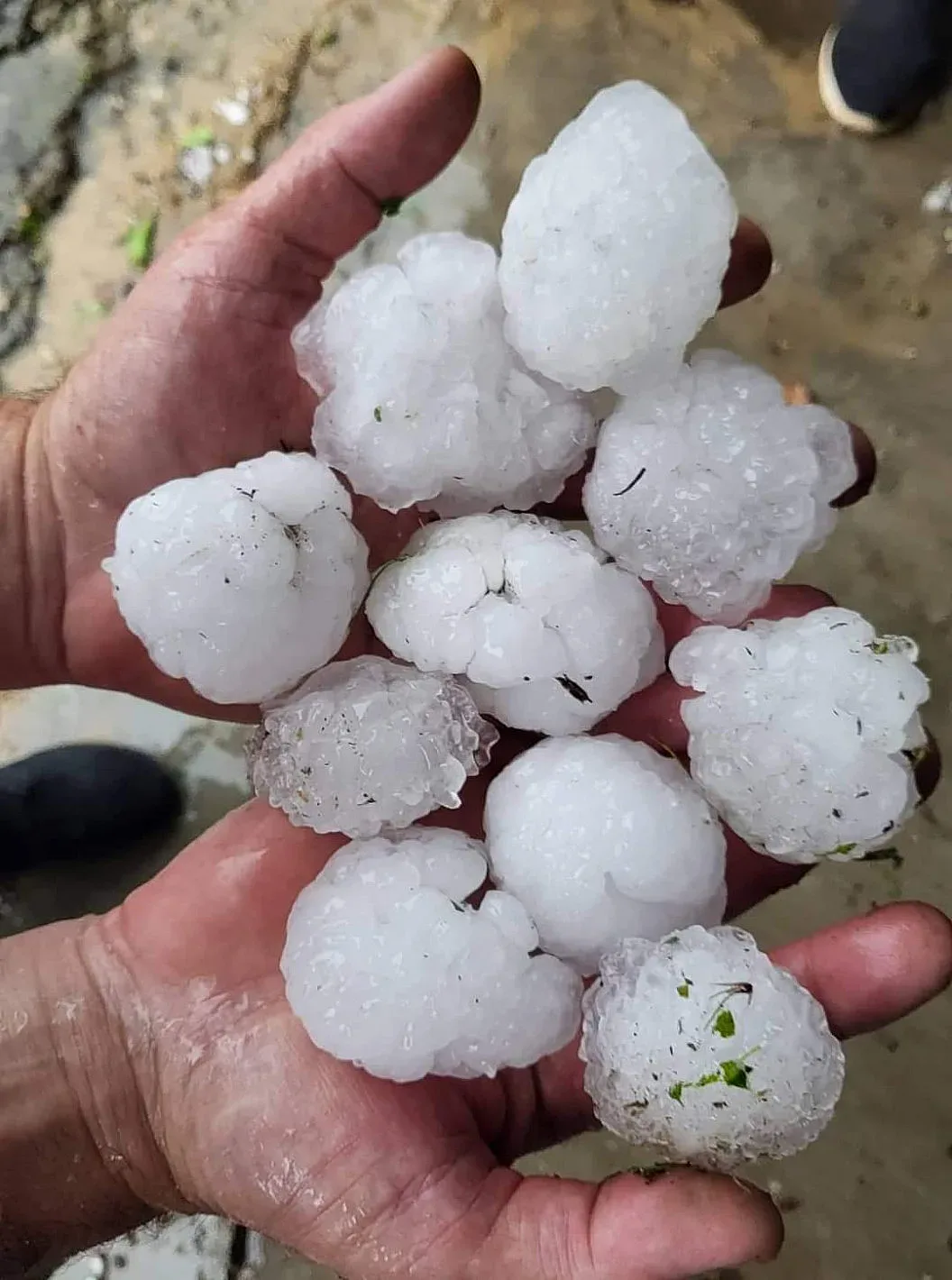 До 100% унищожена реколта от град колкото детско юмруче