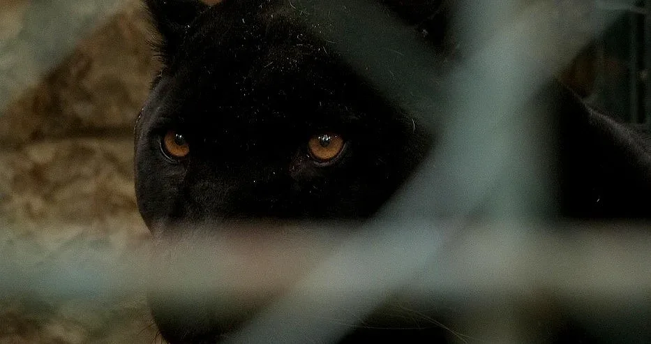 Търсят ловец от Африка за залавянето на звяра в Шумен