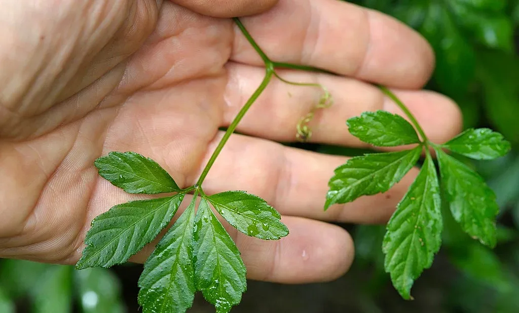 Билката на безсмъртието. По-добра е от женшен и гинко билоба