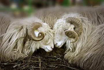 Голям събор: Избират мистър Коч и мис Овца