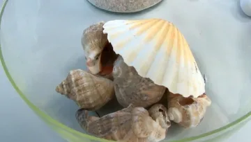 Голямо откритие в Бургас! Наши медици смълчаха колегите си