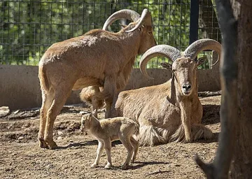 Бейби бум в Зоопарк Стара Загора