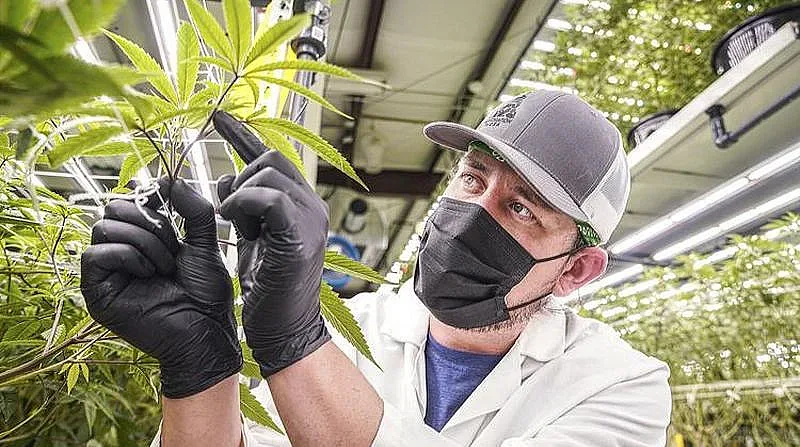 Искат легализиране на канабиса у нас, какви са ползите