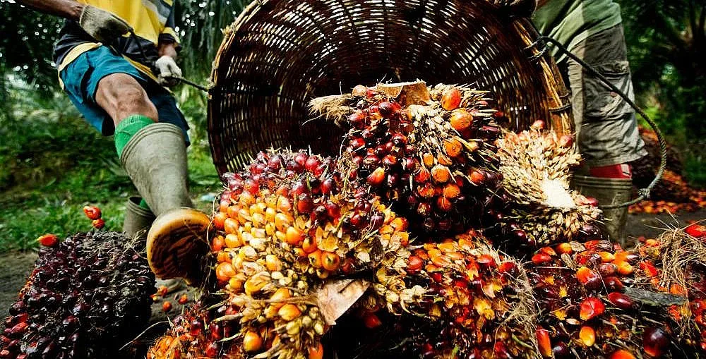 Оставаме без палмово масло, ще спрат ли биогоривата