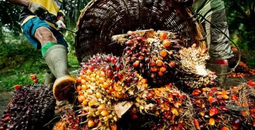 Оставаме без палмово масло, ще спрат ли биогоривата