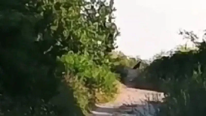 Шуменци разсмяха държавата. Лавина от мемета за звяра (СНИМКИ)