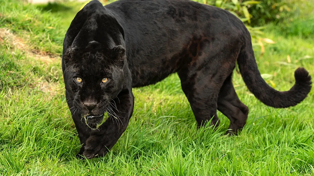 Полицията с извънреден ход заради звяра в Шумен. Крайни мерки
