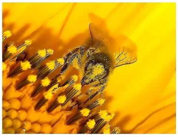 Този дразнител тушира Омикрон у нас.Какво се случва