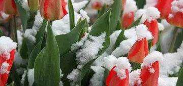 Шантаво време! Ще вали сняг, но не в планините