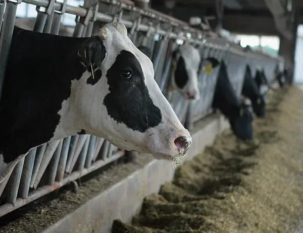 Животновъдите бесни! Отиват да се разправят сами в Брюксел