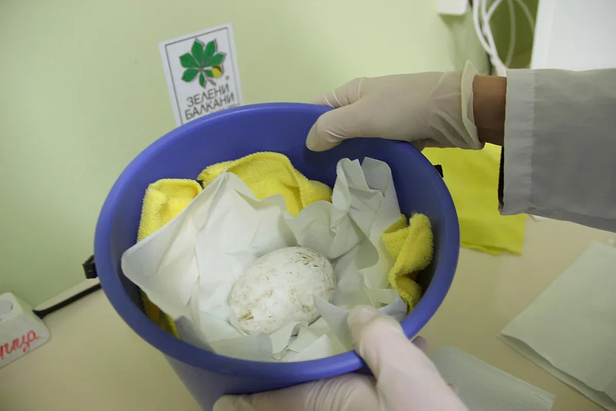 За първи път в Зоопарка в Стара Загора беше снесено яйце от лешояди