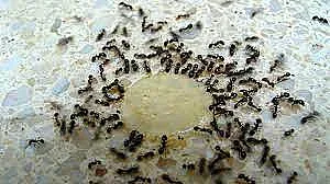 Мравките ни нападнаха. 5 начина да спасим дома