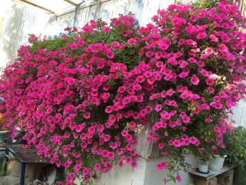 Какво да направим, за да цъфтят петуниите обилно