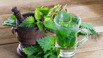 Копривата - много полезна, но може и да е опасна