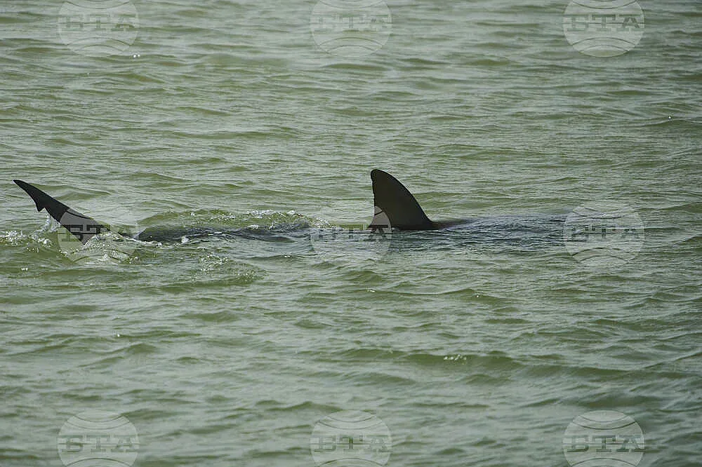 Туристи не са на себе си след видяното в обичан курорт