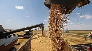 Държавната намеса: Зърнопроизводители треперят, млекарите се молят