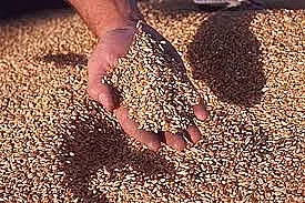 Ирак се готви да купи пшеница за рекордните 100 милиона долара