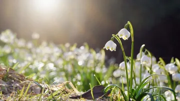 Баба Марта се начумери. Мрачна събота