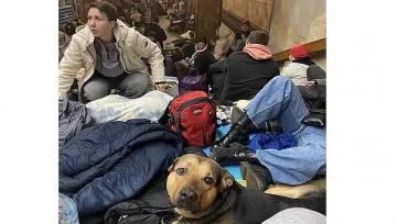 Домашни любимци на бежанци влизат у нас по улеснена процедура