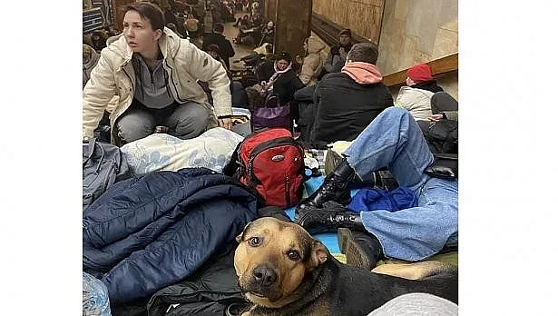 Домашни любимци на бежанци влизат у нас по улеснена процедура