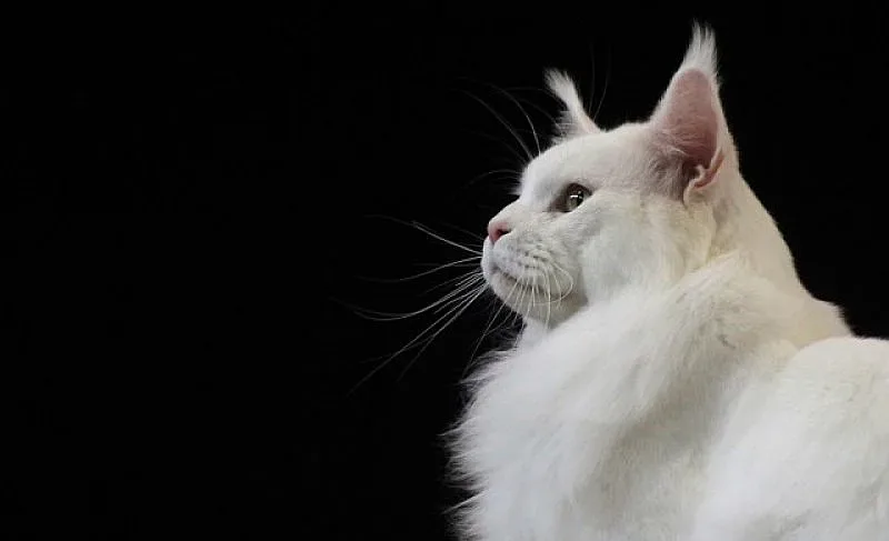 Вижте най-голямата котка в света