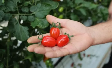 Излязоха наяве нови ползи от доматите. Как обаче да ги консумираме?