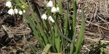 Свърши ли зимата? Необичайно време през новата седмица