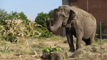 Радост в зоопарка! Кой сменя Артайда