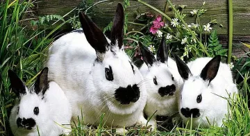 Съкрушително! Азиатка победи заек по надяждане с маруля ВИДЕО