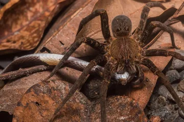 Чудо! Какво правят паяците със змията