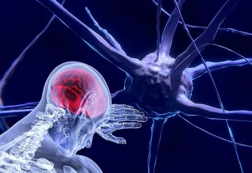 Как изглежда мозъкът на по-умните