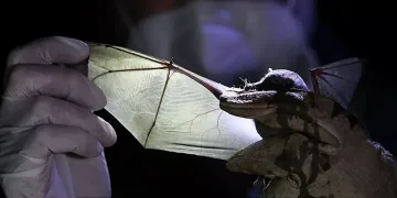 Заплаха! Нов вирус атакува прилепите. Кога ще влезе в хората?