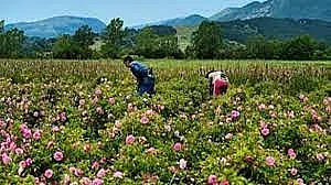 ББР пуска евтини кредити за розопроизводители