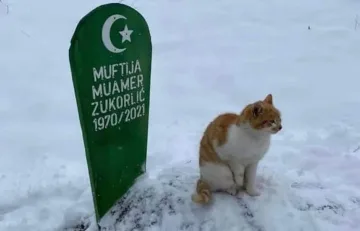 Верен котарак разплака света. Пази гроба на стопанина си