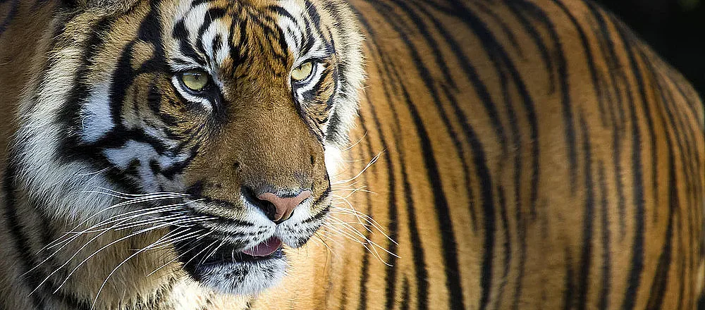 Как да се харесаме на Тигъра