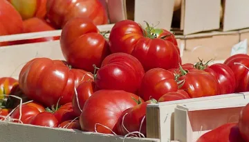 Голяма промяна с доматите, какво се случва с картофите