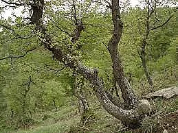 Изненада! Дървета от времето на динозаврите у нас