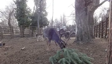 Не изхвърляйте Коледната елха, ето кого може да зарадвате с нея